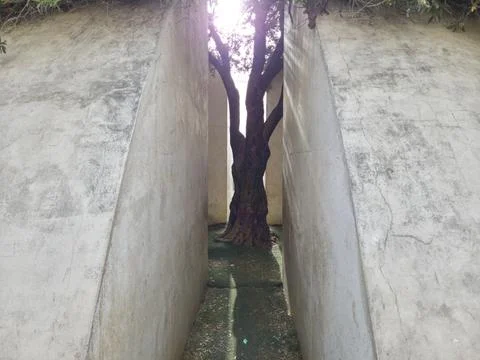 A Hidden Olive Tree in Park Edith Wolfson, Tel Aviv, Israel Stock Photos