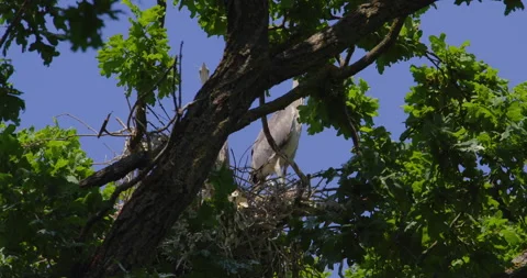 Hidden pair of gray herons perched in a nest in tree canopy Stock Footage 260229772