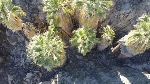 Hidden Palm Grove Stock Footage 301181504