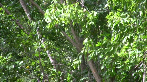 Hidden path Stock Footage 280296