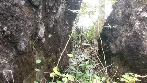 The Hidden Path Stock Footage 329557645