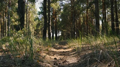 Hidden path in a pine forest Stock Footage 118061759