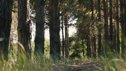 Hidden path in a pine forest Stock Footage 118061891