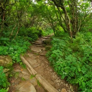 Hidden Pathway in the Forest Stock Photos