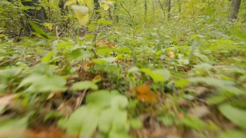 A Hidden Pathway Through the Dense, Untouched Woodland, Perfect for Adventure Stock Footage 300949878
