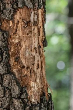 Hidden Patterns Beneath The Bark Stock Photos