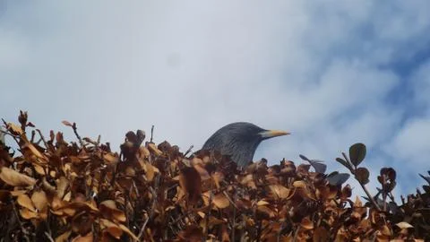 Hidden 스톡 사진