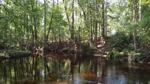 Hidden Pond in middle of Forest 库存影片 251053865