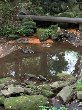 Hidden Pond Stock Photos