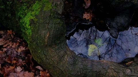 Hidden Pool of Water Inside Tree Trunk (4k) Stock Footage 121752257