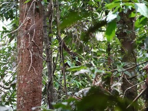Hidden primate in rainforest canopy Bukit Lawang Indonesia Foto stock