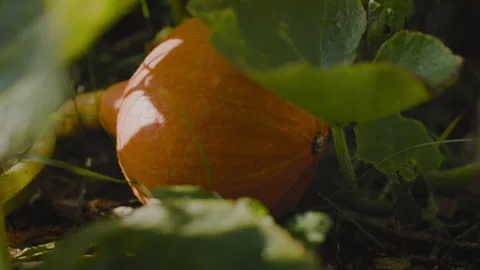 Hidden Pumpkin in Sunlit Garden Stock Footage 262576017