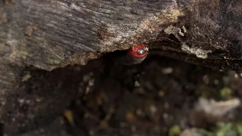 Hidden Rainforest Arthropod Beneath a Fallen Tree Trunk Stock-Footage 337765587