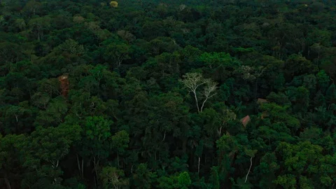 Hidden rainforest hotel in Peru on the Amazon river 스톡 동영상 116396148