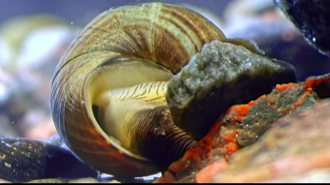 Hidden Realm of the Snail Stock Footage 275645735