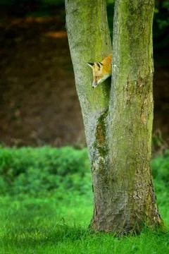Hidden red fox looking down from tree trunk to the green grass 库存照片