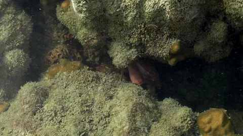 Hidden Reef Dweller Sheltering Beneath Coral Ledge 스톡 동영상 337925020