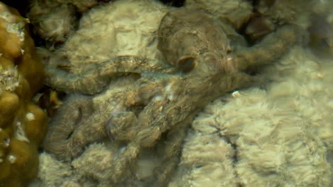 Hidden Reef Octopus Crawling Across Coral Bottom Beneath Shallow Water Stock-Footage 339642914