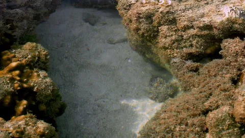 Hidden Reef Octopus Retreating Beneath Coral Rock in Tropical Tide Pool Stock-Footage 339383551