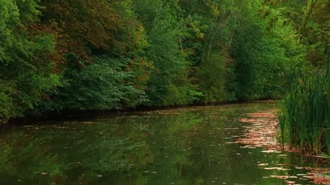 Hidden river flowing along forest line surrounded by reeds and autumn leaves Stock Footage 323604262