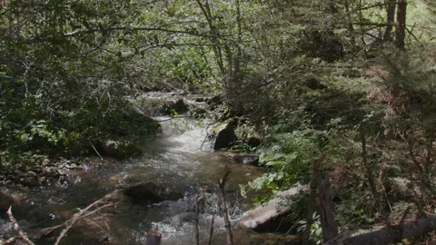 Hidden River in Forest Pan Across Slow Mo Stock Footage 207894237