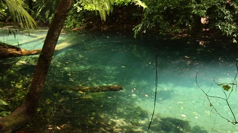 Hidden river in the rainforest Stock-Footage 97931980