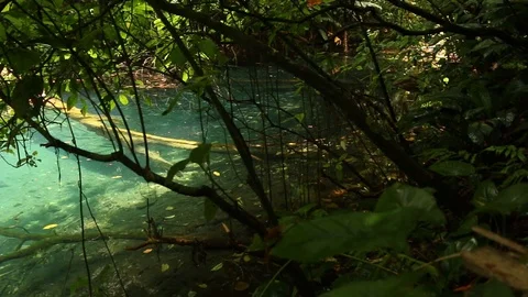 Hidden river in the rainforest Stock Footage 97931993