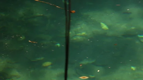 Hidden river in the rainforest Stock Footage 97932025