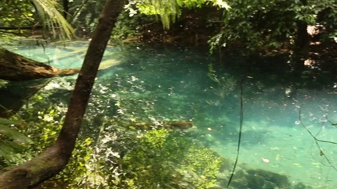 Hidden river in the rainforest Stock Footage 97932036