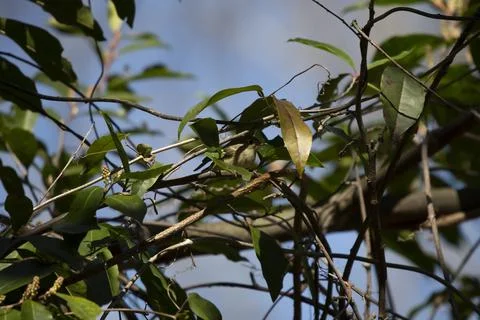 Hidden Ruby-Crowned Kinglet Stock Photos
