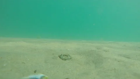 Hidden sandy crab appears from sea bottom and go away Stock Footage 130601601