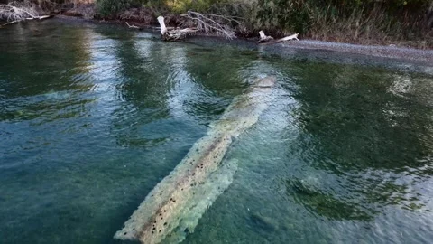 Hidden seaside with fallen branches and clear sea in Greece Stock Footage 319748989