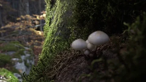 Hidden secrets of the forest Stock Footage 69086434