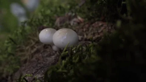 Hidden secrets of the forest Stock Footage 69086484