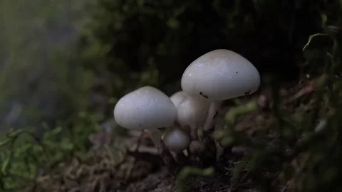 Hidden secrets of the forest Stock Footage 69086567