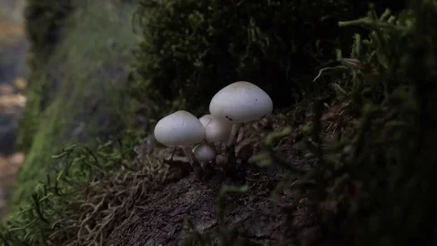 Hidden secrets of the forest Stock-Footage 69086571