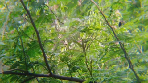 Hidden Small Green Bird Camouflaged in Dense Foliage in Forest Stock Footage 343708298