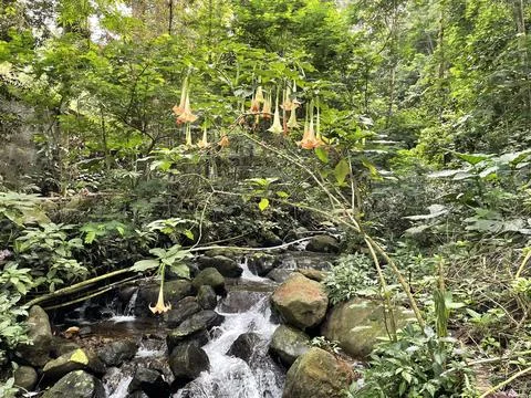 A hidden small river flowing through a lush tropical rainforest Stock Photos