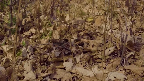 Hidden Snake Stock Footage 300999287