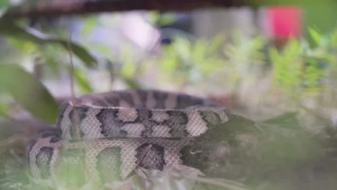 Hidden Snake With People Legs in the Background - Close Up Shot Stock Footage 263696264
