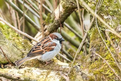 Hidden sparrow in tree branches focus bokeh summer spring bird flying common  Stock Photos