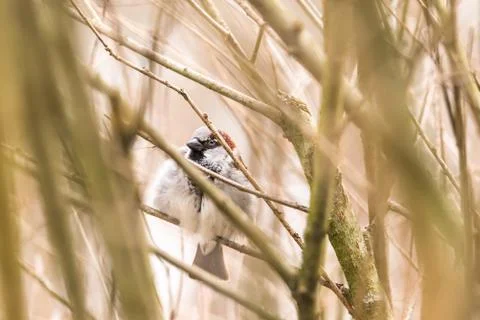 Hidden sparrow in tree branches focus bokeh summer spring bird flying common  Stock Photos