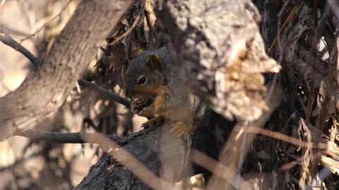 Hidden Squirrel in the Dead of Winter Stock-Fotos