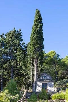 Hidden Stone Chapel Surrounded By Dense Forest, Fallen Logs, And Bold Agave.. Stock Photos
