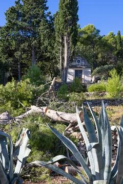 Hidden Stone Chapel Surrounded By Dense Forest, Fallen Logs, And Bold Agave.. Stock Photos