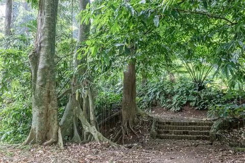 Hidden Stone Steps Between Tropical Forest Trees Stock Photos
