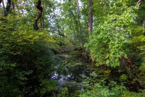 Hidden stream in the middle of a dense forest. Stock Photos