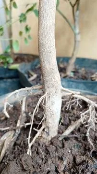 Hidden Strength: Roots in a Pot 2 Stock Photos