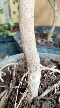 Hidden Strength: Roots in a Pot 3 Stock Photos