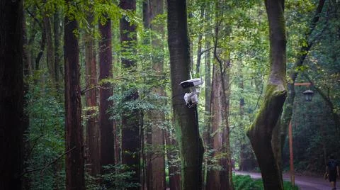 Hidden Surveillance CCTV camera mounted on a tree in the park, Hangzhou, China Stock Photos